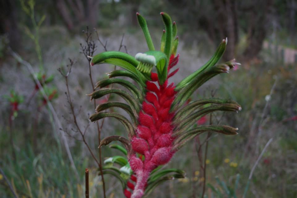 Winged Kangaroo Paws